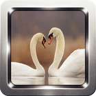 Beautiful Swan Wallpapers आइकन