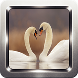 ikon Beautiful Swan Wallpapers