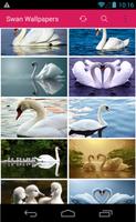Beautiful Swan Wallpapers पोस्टर
