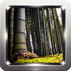 Bamboo Forest HD Wallpapers icon