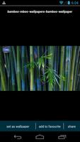 Bamboo Forest HD Wallpapers screenshot 3
