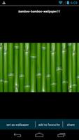 Bamboo Forest HD Wallpapers screenshot 2