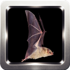 Bat HD Wallpapers-icoon
