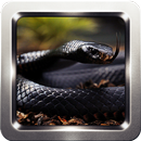 Black Mamba Snake Wallpapers APK