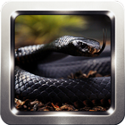 Black Mamba Snake Wallpapers icono