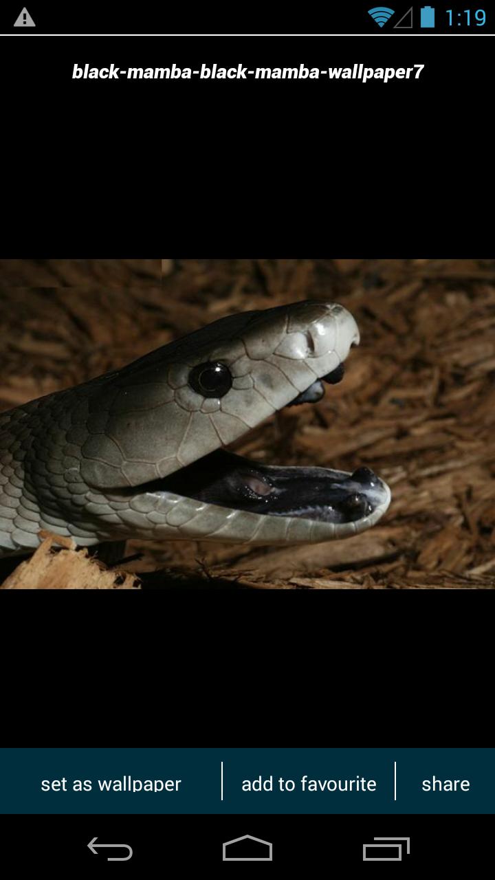 Download 400+ Wallpaper Black Mamba HD Download 400+ Wallpaper Black Mamba HD