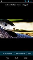 Black Mamba Snake Wallpapers screenshot 3