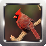 Cardinal Bird Sounds icon