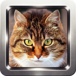 Kitten and Cat Sounds