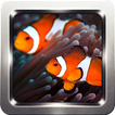 Clownfish Wallpapers