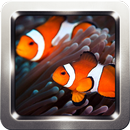 Clownfish Wallpapers APK
