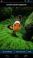 Clownfish Wallpapers 截圖 3