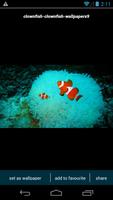 Clownfish Wallpapers 海報