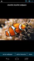 Clownfish Wallpapers 截圖 2
