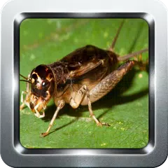 Descargar APK de Colección de Insectos