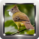 Kicau Burung Cucak Jenggot APK