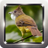 Kicau Burung Cucak Jenggot