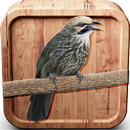 Kicau Burung Cucak Rowo Ropel APK