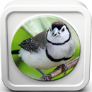 Kicau Burung Finch Masteran APK