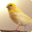 Canary Bird Sounds