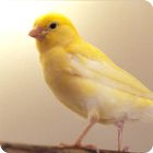 Canary Bird Sounds ikona