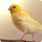 Canary Bird Sounds آئیکن