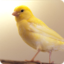 Canary Bird Sounds APK