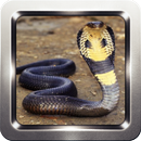 King Cobra Wallpapers APK