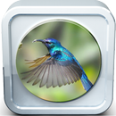 Mockingbird Sounds APK
