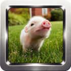 Icona Cute Little Pig Wallpapers