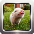 Cute Little Pig Wallpapers icône