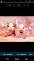 Cute Little Pig Wallpapers ภาพหน้าจอ 3