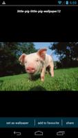 Cute Little Pig Wallpapers-poster