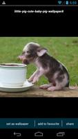 2 Schermata Cute Little Pig Wallpapers