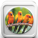 Suara Burung Lovebird APK