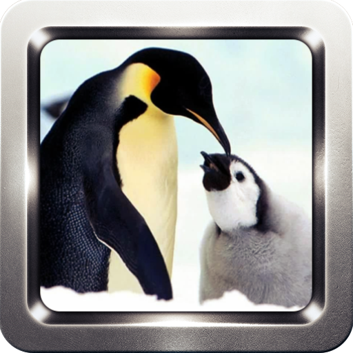 Cute Penguin Wallpapers