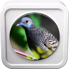 Zebra Dove Sounds APK download