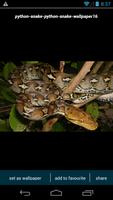 Python Snake Wallpapers स्क्रीनशॉट 3