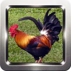 Скачать Rooster and Chicken Sounds APK
