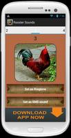 Rooster and Chicken Sounds اسکرین شاٹ 3