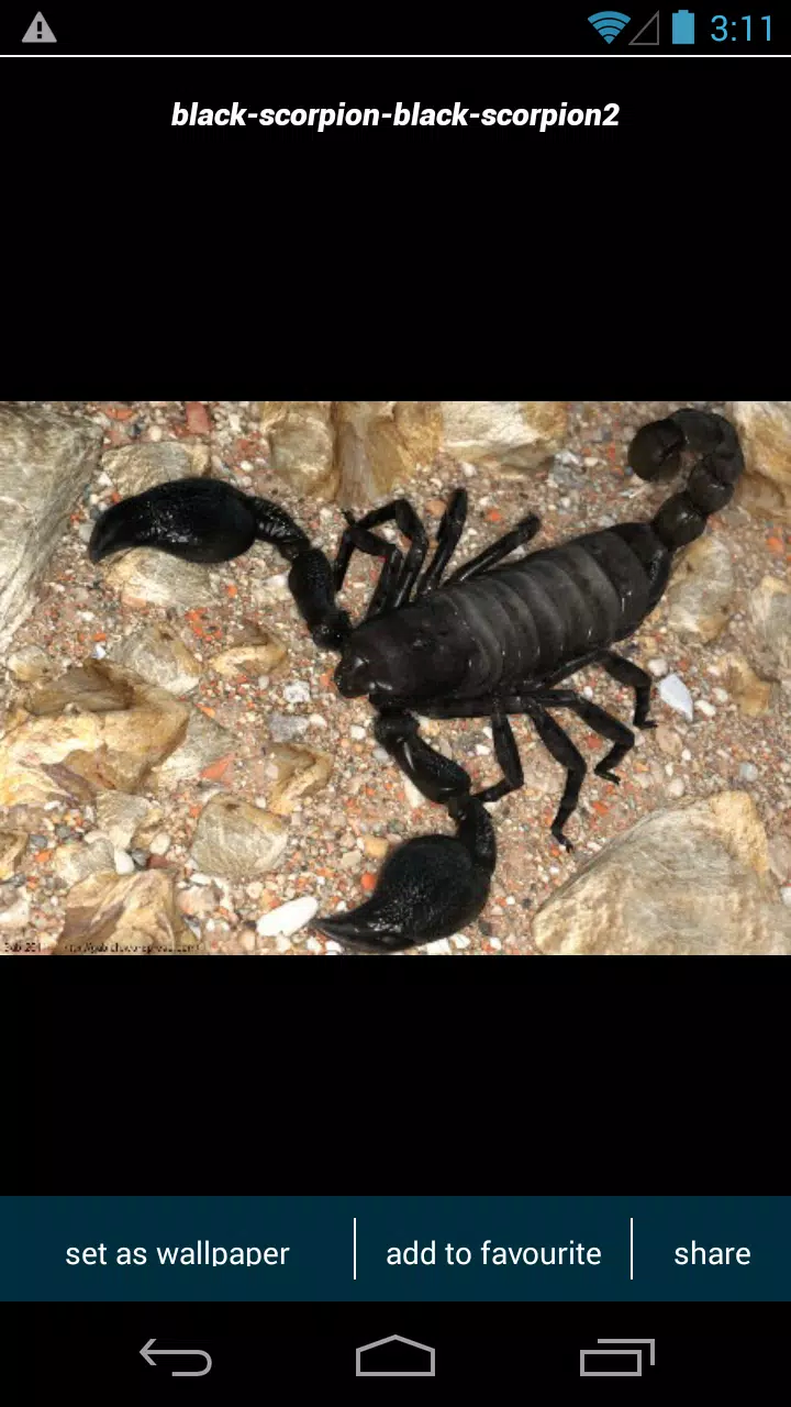Black Scorpion Wallpapers APK for Android Download Black Scorpion Wallpapers APK for Android Download