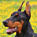 doberman lwp APK