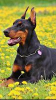 doberman live wallpapers পোস্টার