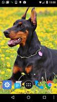 doberman lwp 截圖 1