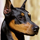 LWP Doberman APK