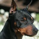 doberman pinscher wallpapers APK