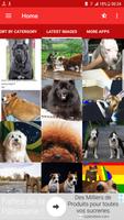 Dog Memes 포스터