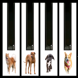 Dogs barking piano