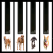 Dogs barking piano