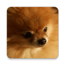 Dog Breed Game APK